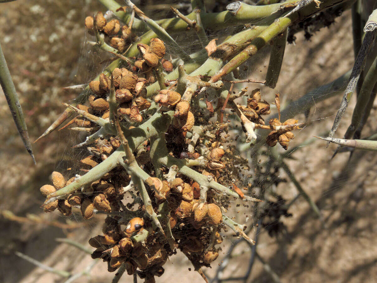 Image of crucifixion thorn