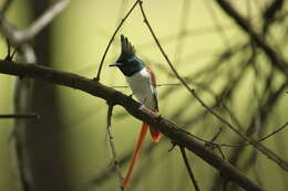 Image of Asian Paradise-Flycatcher