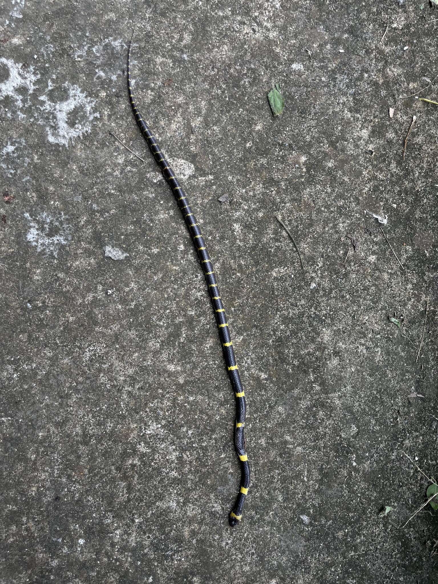 Image of Laos Wolf Snake