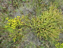 Image of White Stonecrop