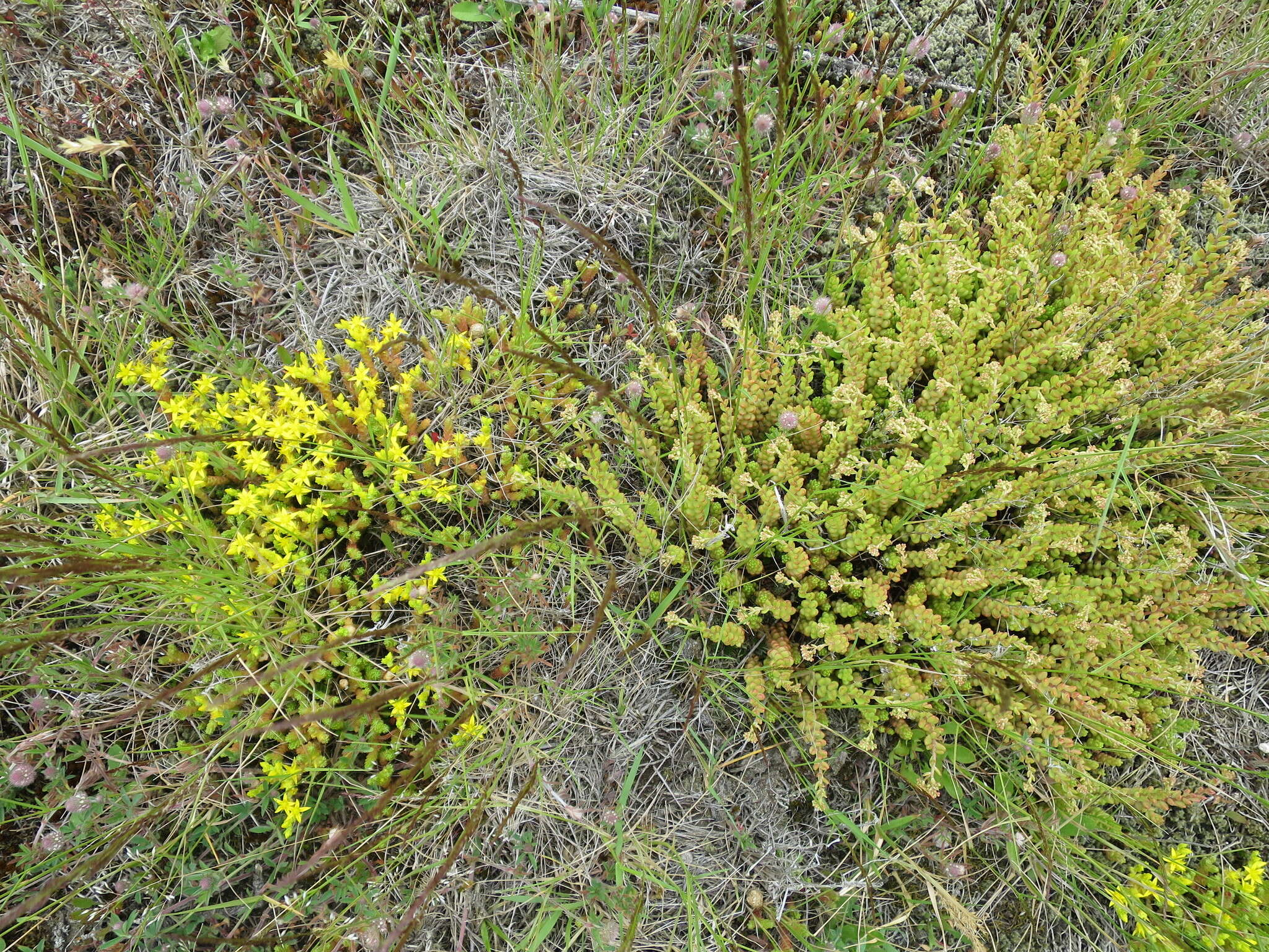 Image of White Stonecrop