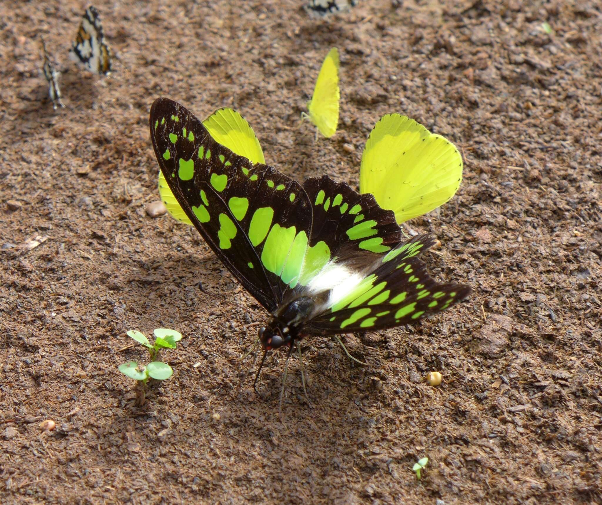 Sivun Graphium tynderaeus (Fabricius 1793) kuva