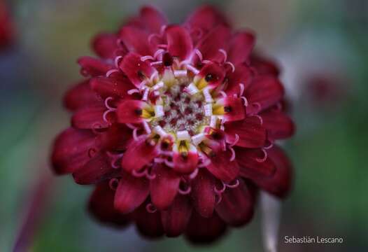 Image of Leucheria purpurea (Vahl) Hook. & Arn.