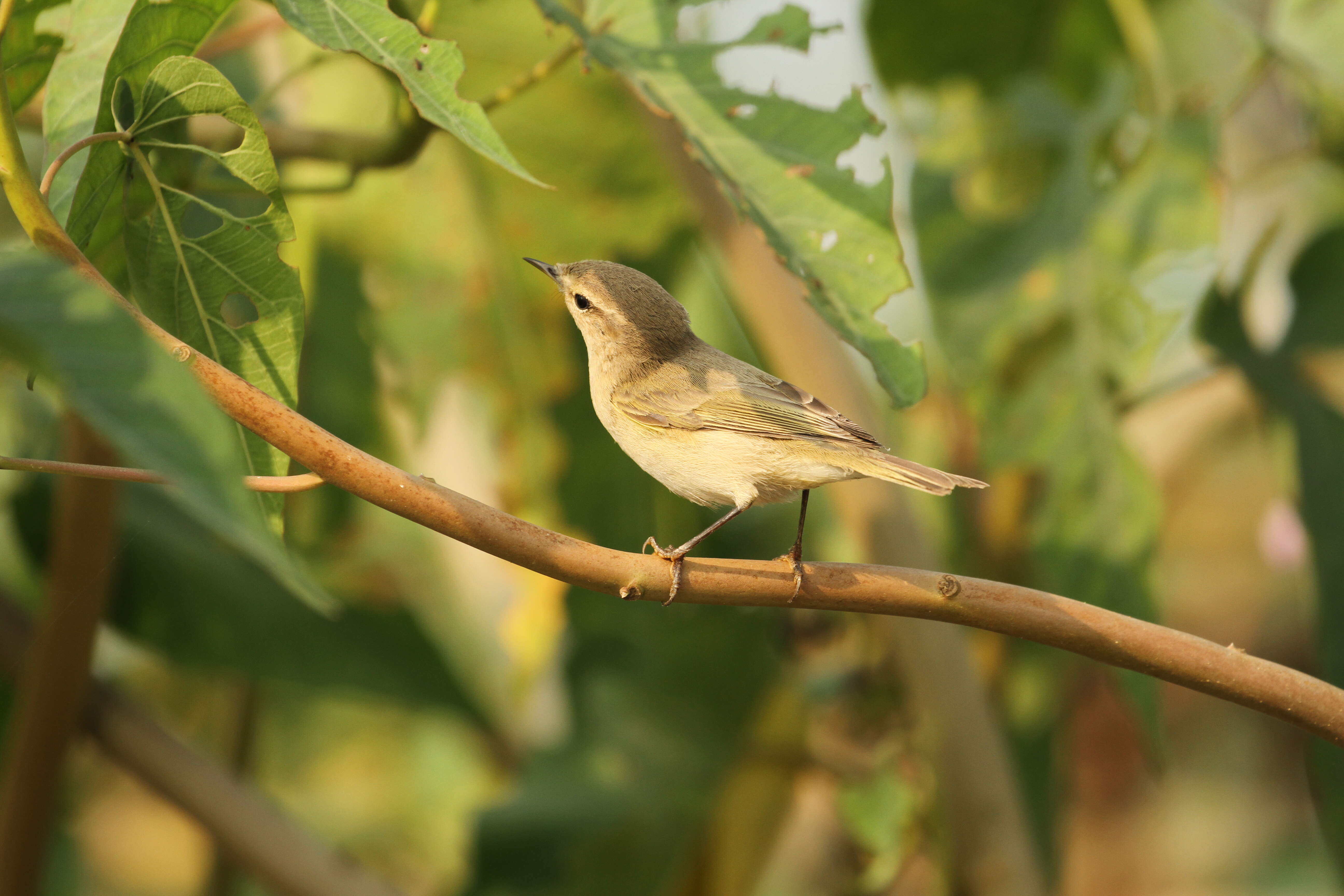 Image of Siberian Chiffchaff