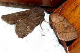 Image of Deep-brown Dart