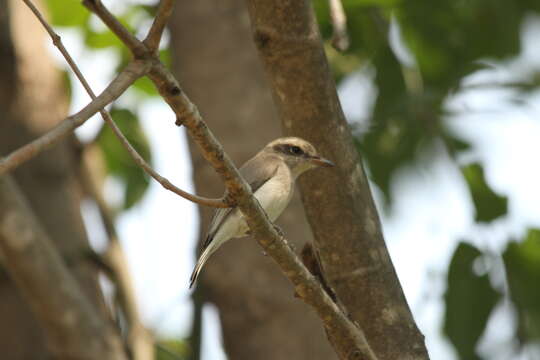 Слика од Tephrodornis pondicerianus (Gmelin & JF 1789)