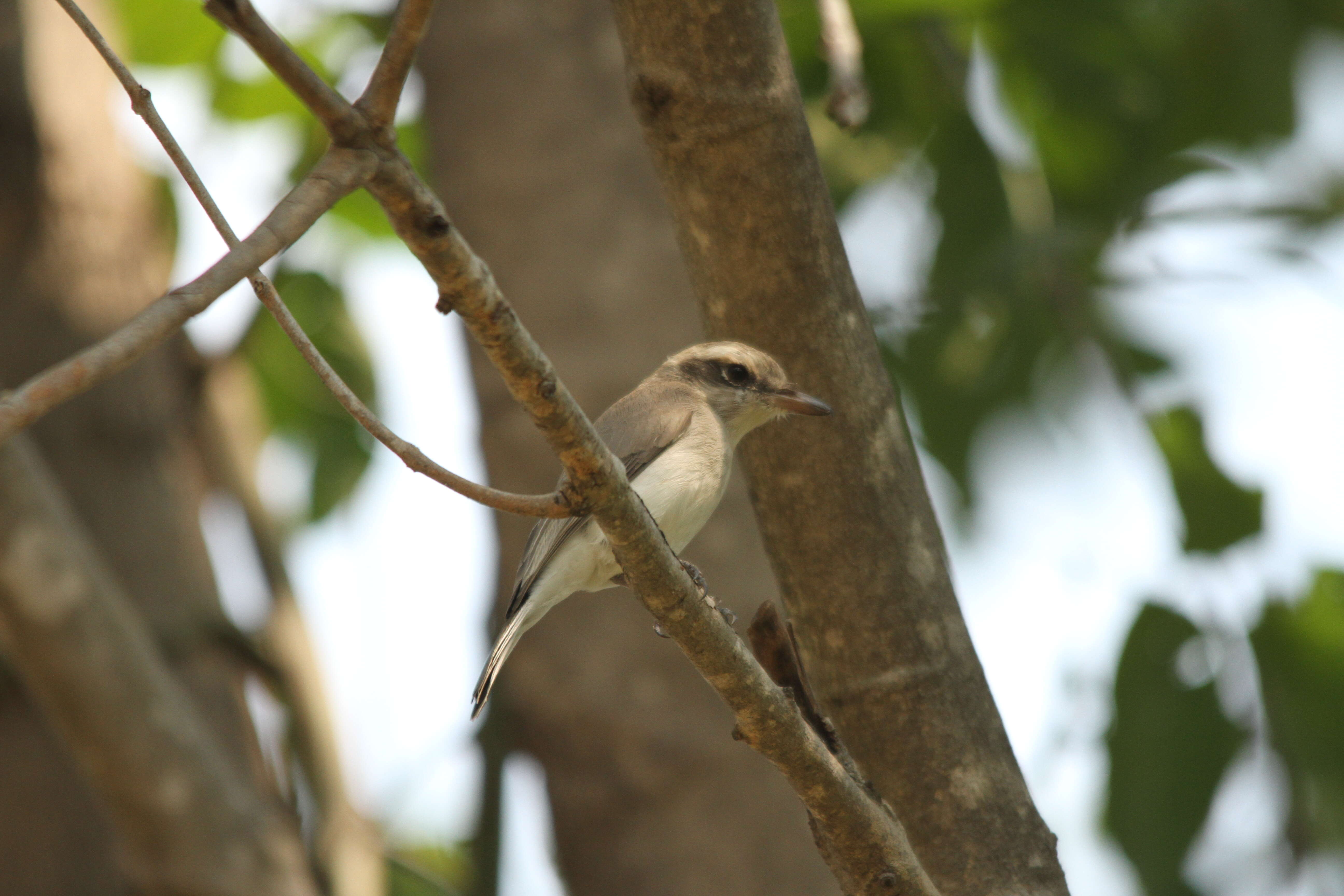 Tephrodornis pondicerianus (Gmelin & JF 1789)的圖片