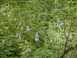 Sivun Aconitum woroschilovii A. N. Luferov kuva