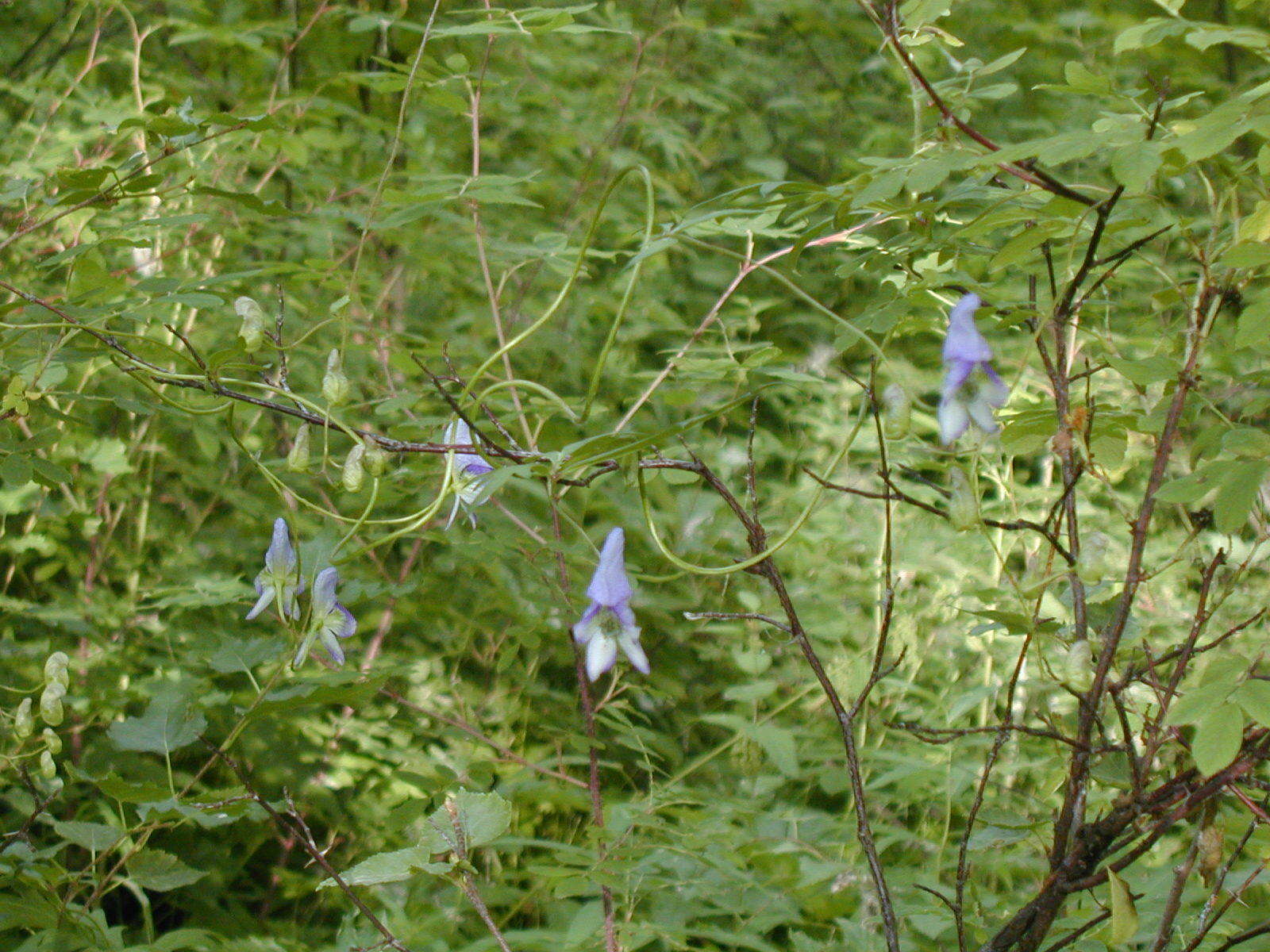 Sivun Aconitum woroschilovii A. N. Luferov kuva