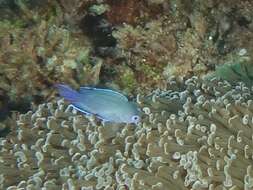 Image of Southern damsel