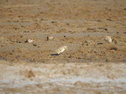 Image of Bimaculated Lark