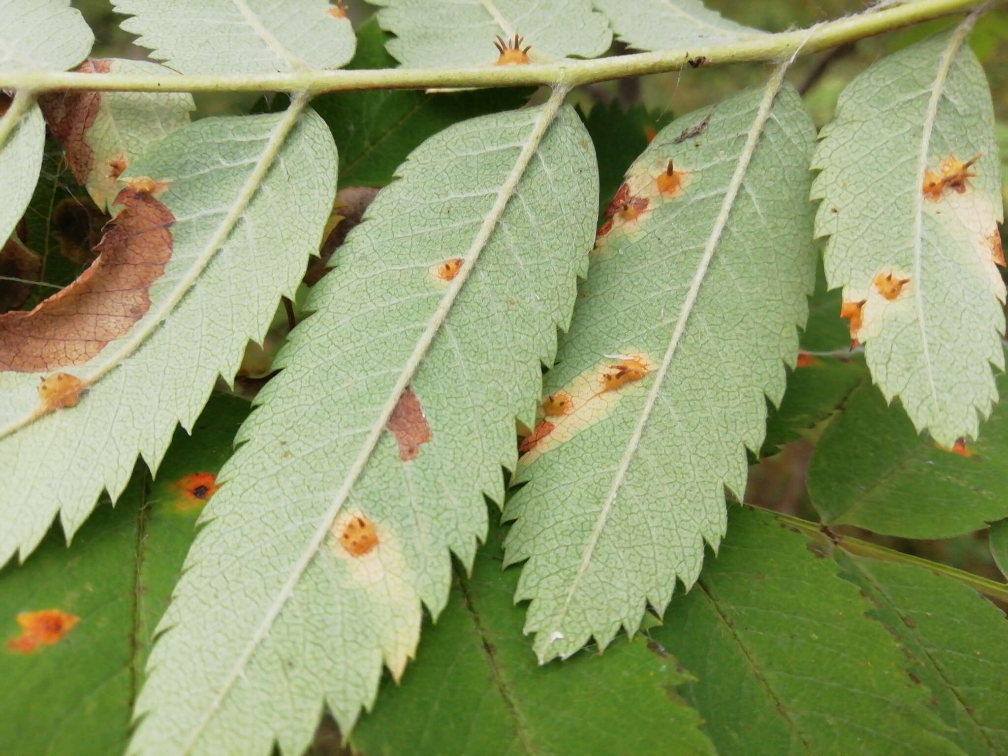 Sivun Gymnosporangium cornutum Arthur ex F. Kern 1911 kuva