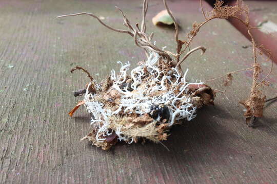 Image of Ophiocordyceps michiganensis (Mains) G. H. Sung, J. M. Sung, Hywel-Jones & Spatafora 2007