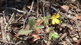 Image of Santa Cruz Island suncup