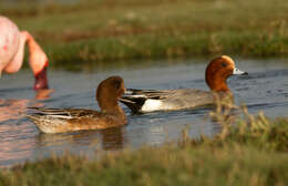 Image of Eurasian Wigeon