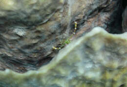 Image of yellowbanded coral shrimp