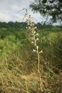 Image of Himantoglossum caprinum (M. Bieb.) Spreng.