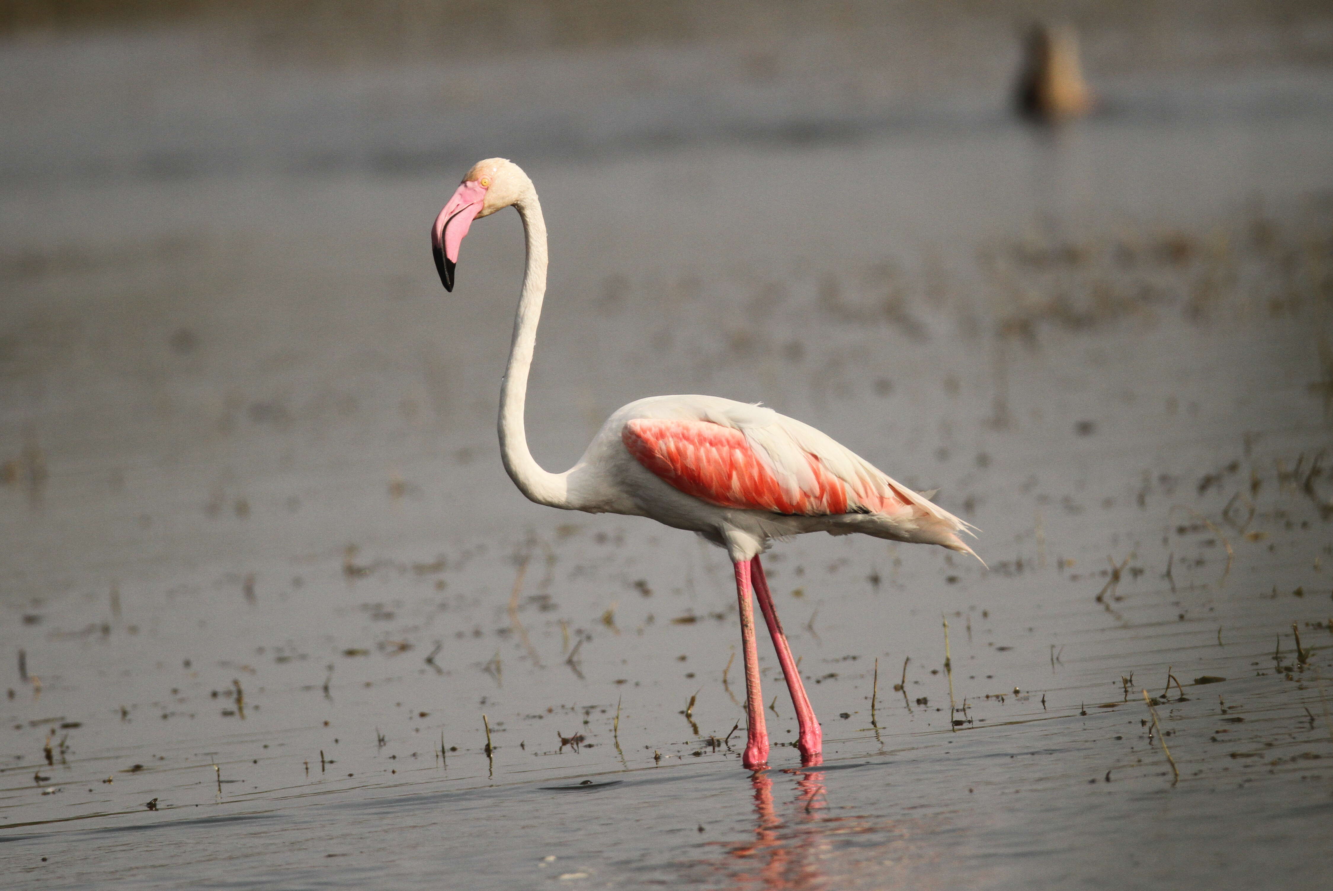 Imagem de Phoenicopterus roseus Pallas 1811