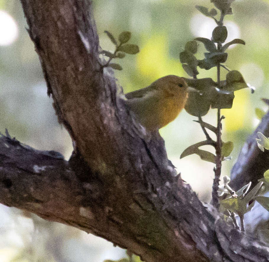 Image of Chlorodrepanis virens virens (Gmelin & JF 1788)