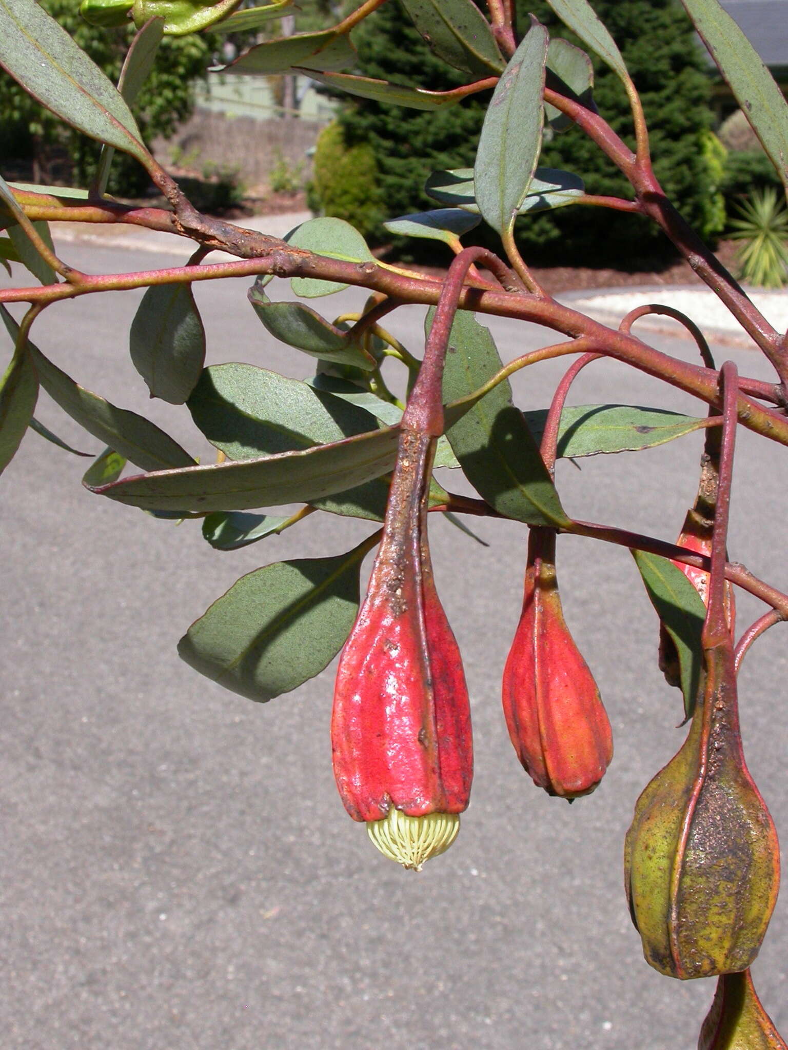 Imagem de Eucalyptus forrestiana Diels