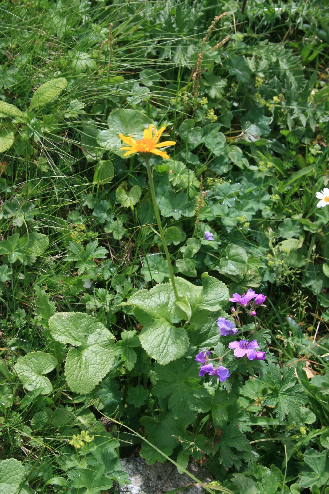 Plancia ëd Dolichorrhiza caucasica (M. Bieb.) Galushko