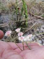 Image de Pfaffia tuberosa (Spreng.) Hicken