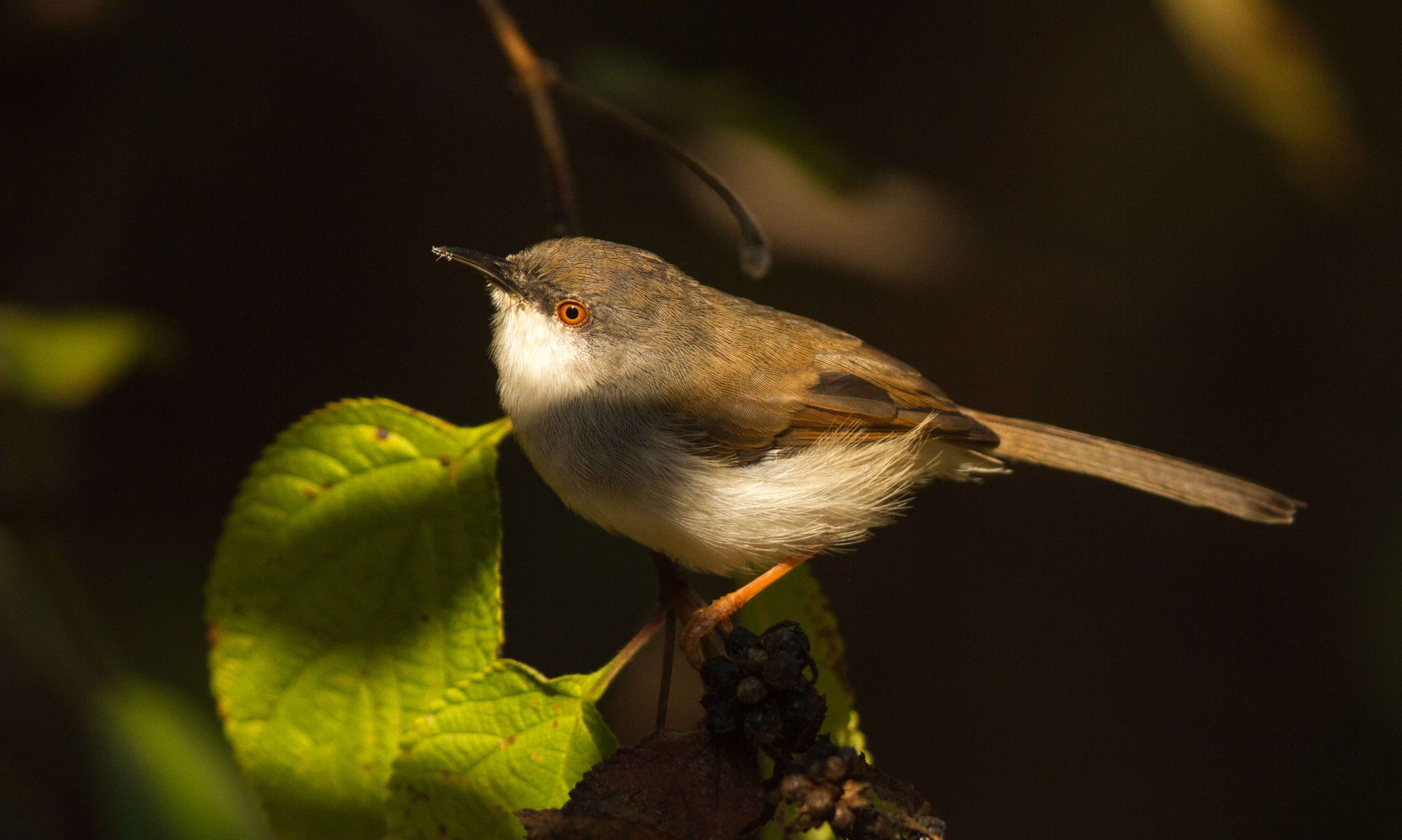 Image of Grey-breasted Prinia