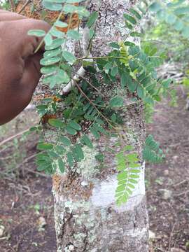 Image of Eysenhardtia adenostylis Baill.