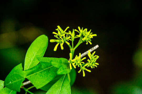 Image of Vangueria lasiantha (Sond.) Sond.