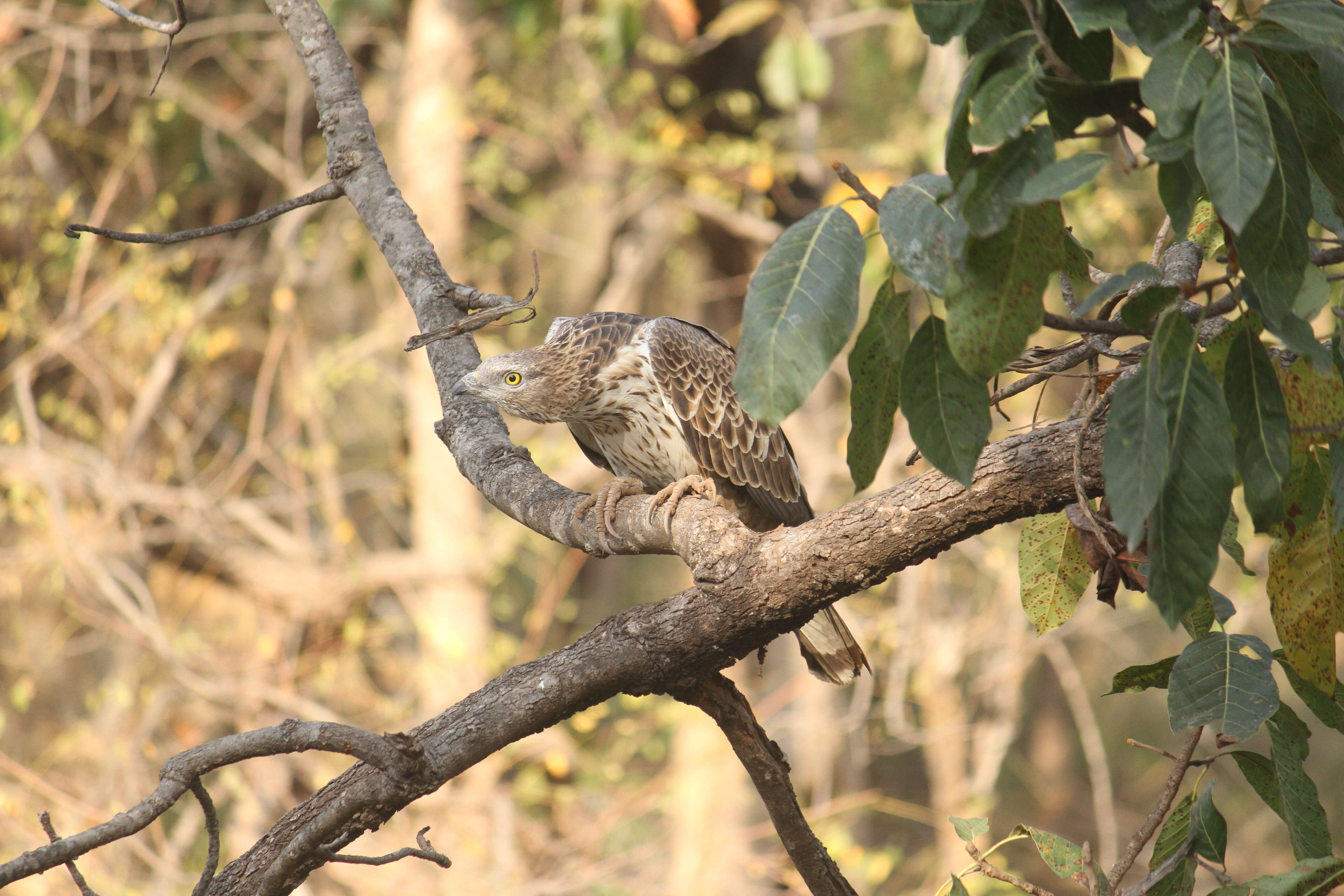 Image of Crested Honey Buzzard