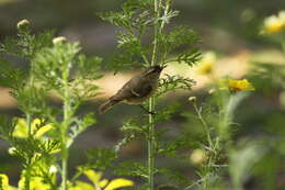 Слика од Phylloscopus humei (Brooks & WE 1878)