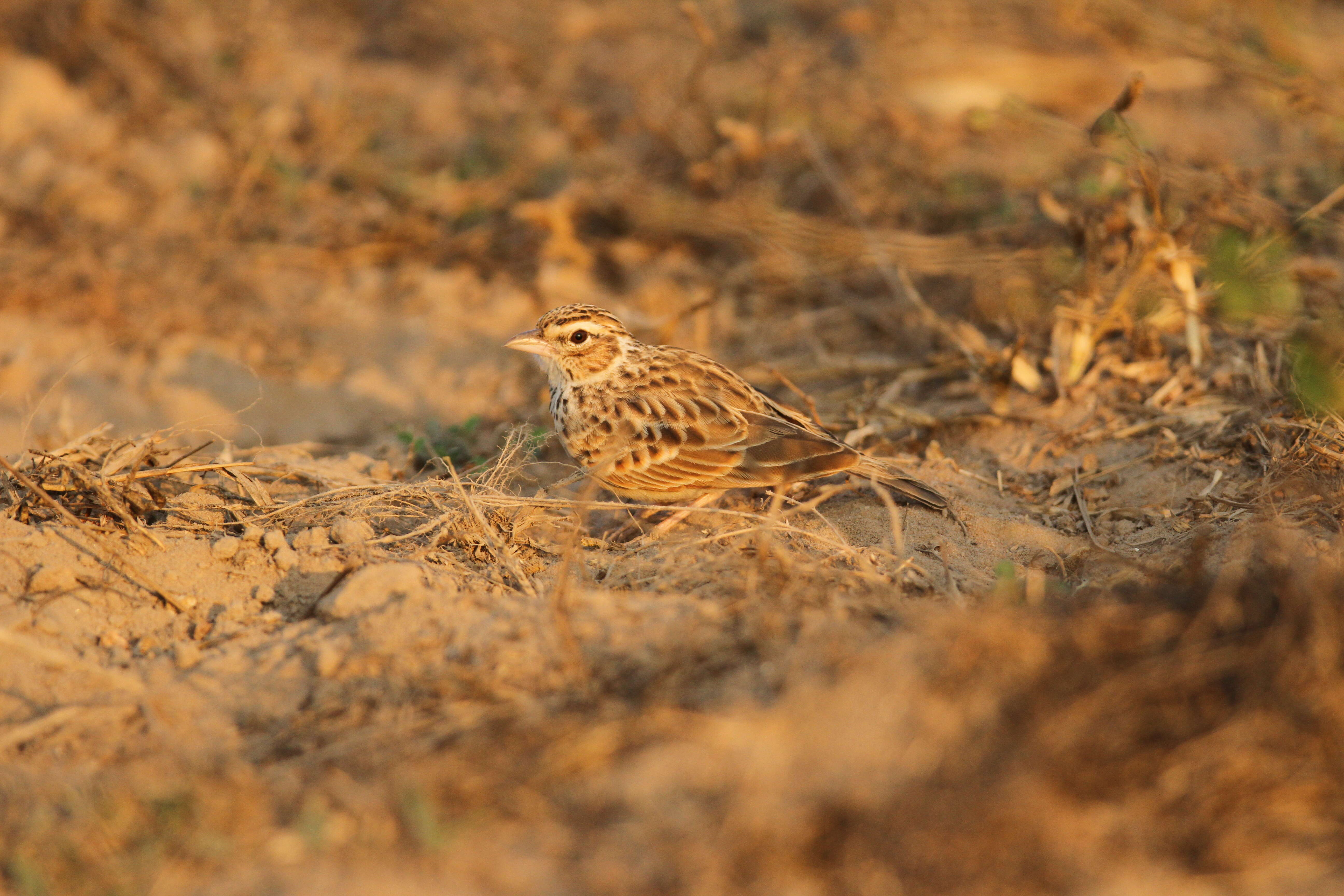 Image of Indian Bush Lark