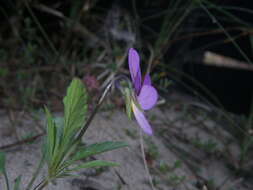 Слика од Viola tricolor subsp. curtisii (E. Forster) Syme