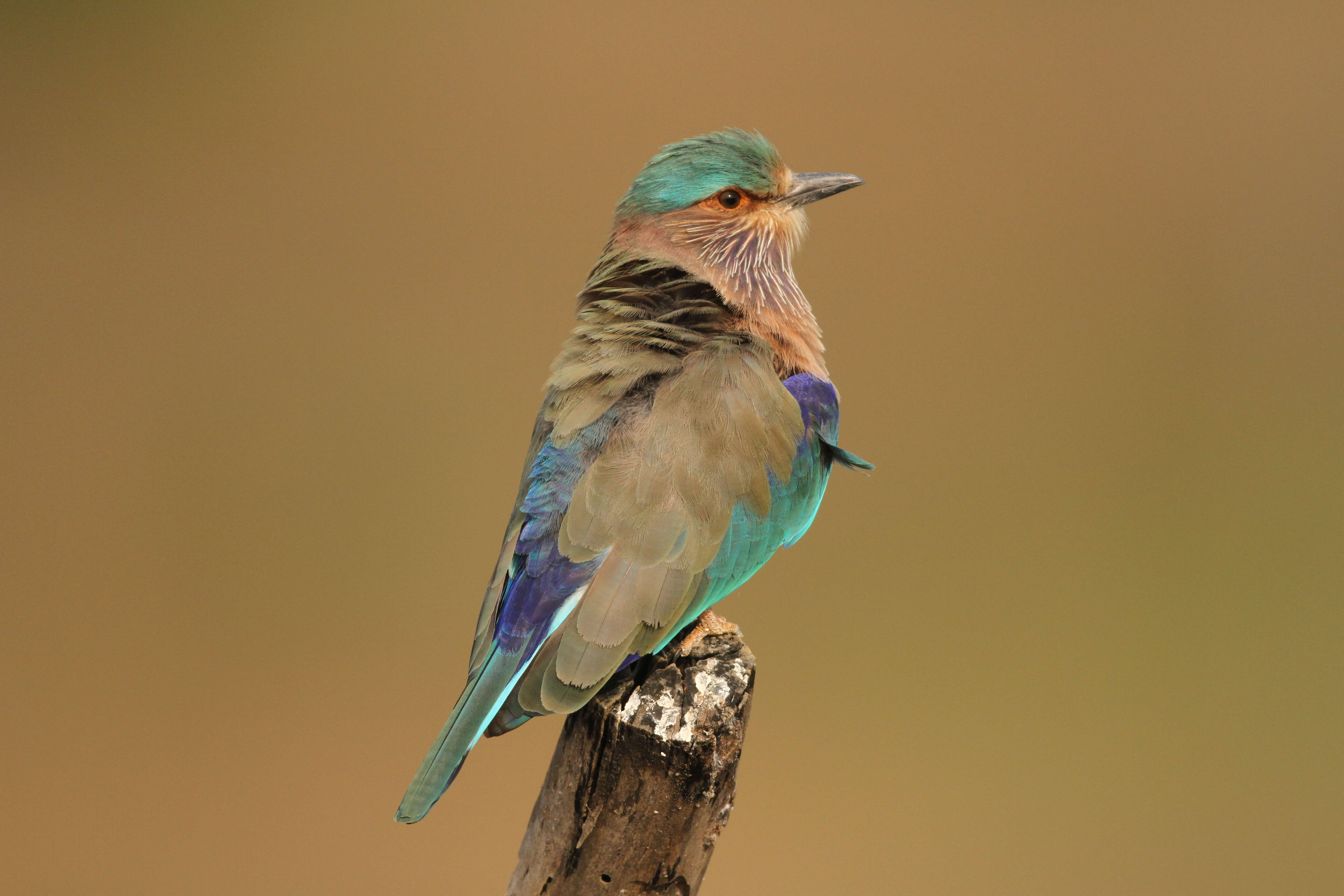 Imagem de Coracias benghalensis (Linnaeus 1758)