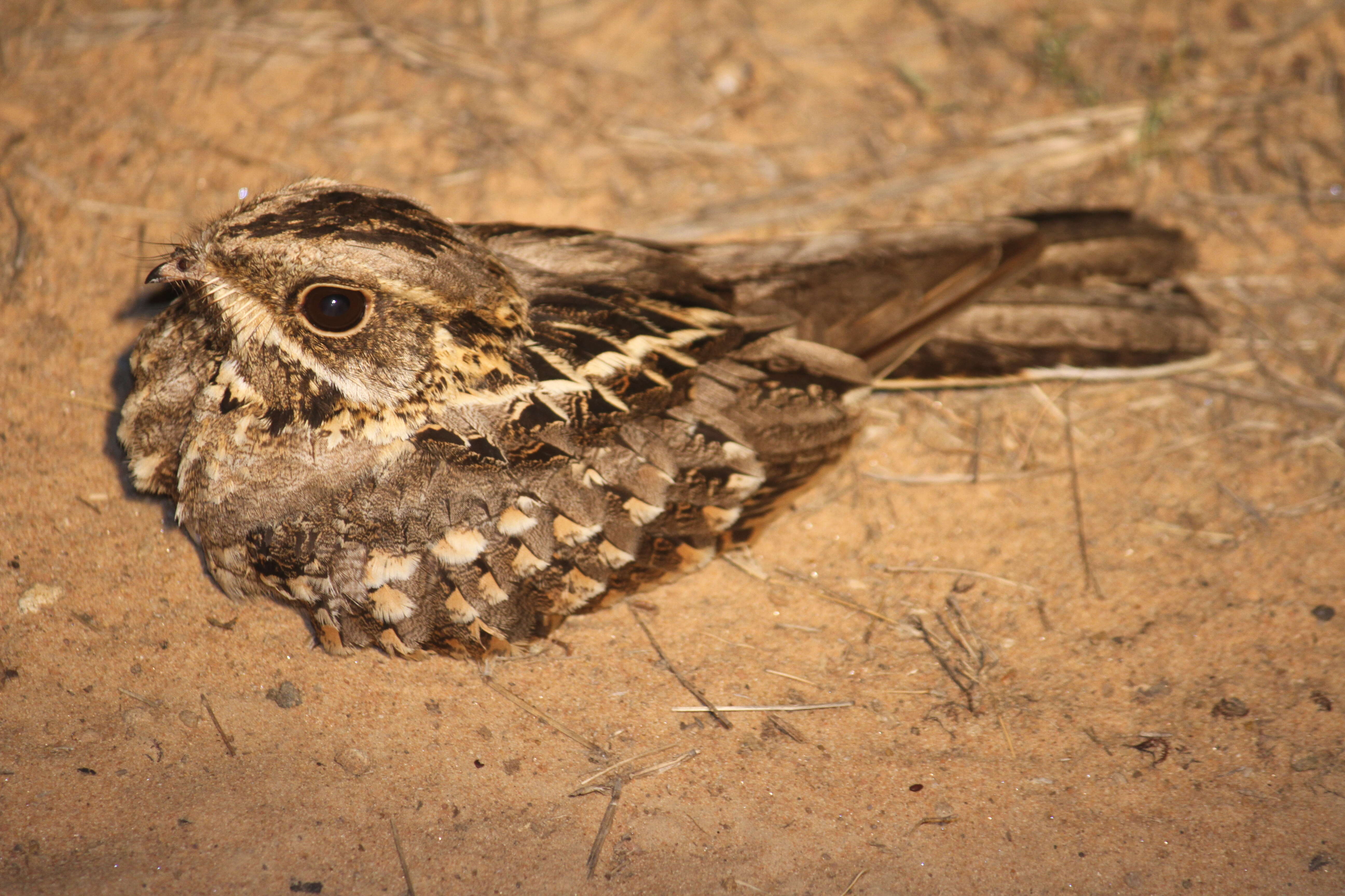 Image of Indian Nightjar