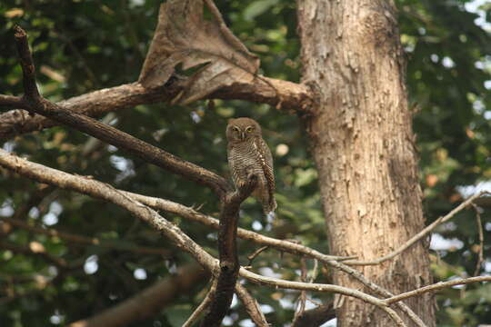 Image of Jungle Owlet