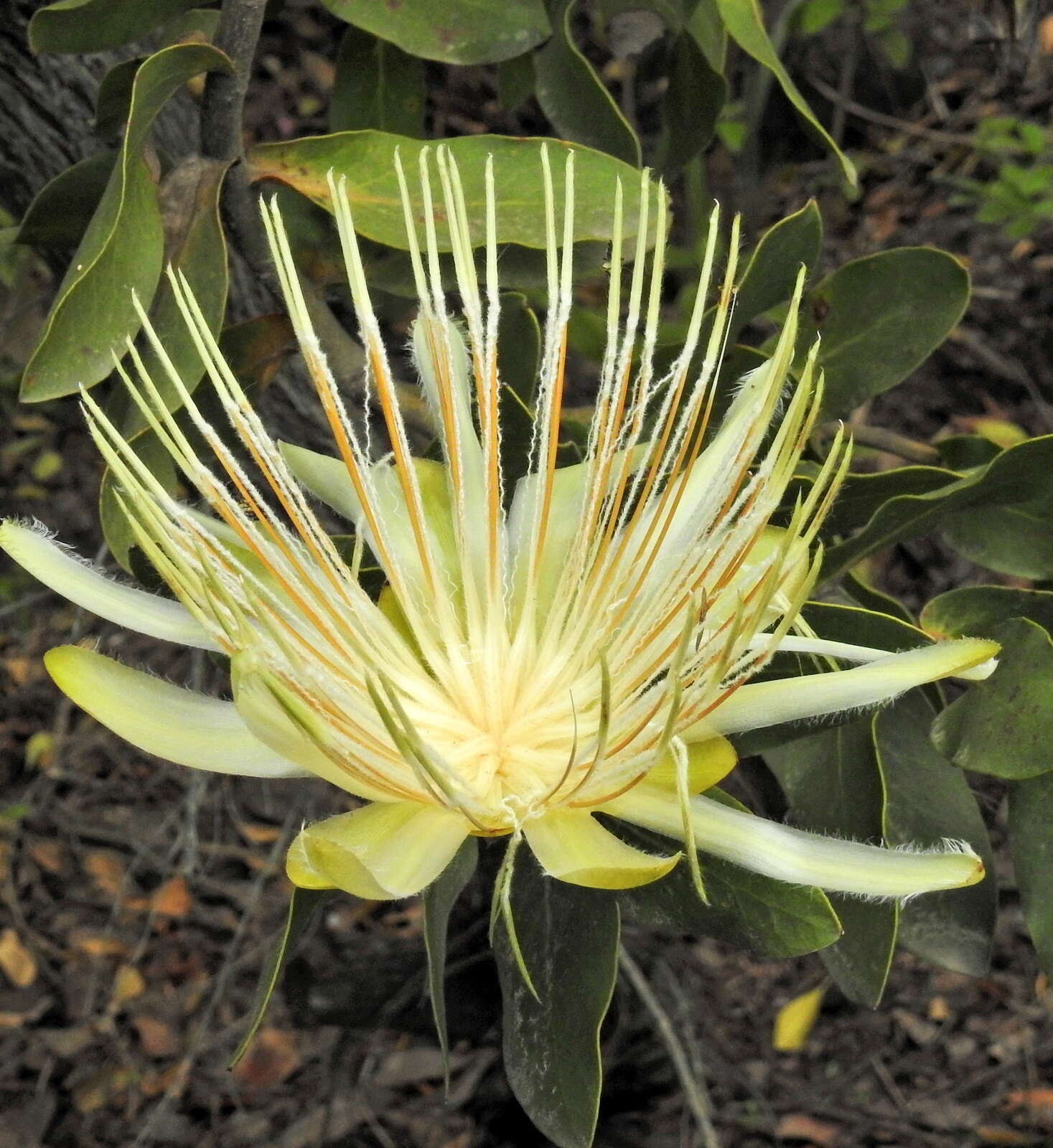 Imagem de Protea aurea subsp. aurea