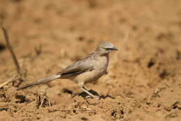 Image of Large Grey Babbler