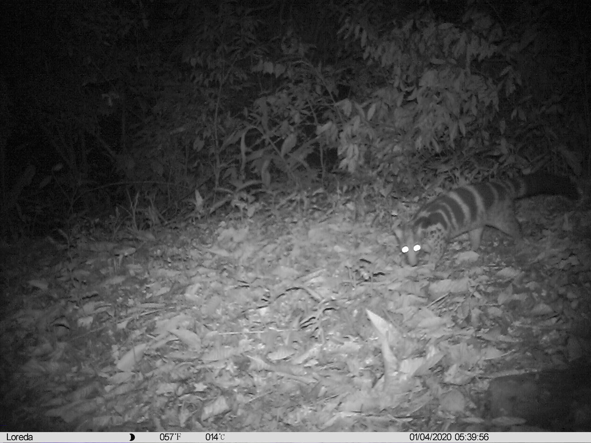 Image of Owston's palm civet