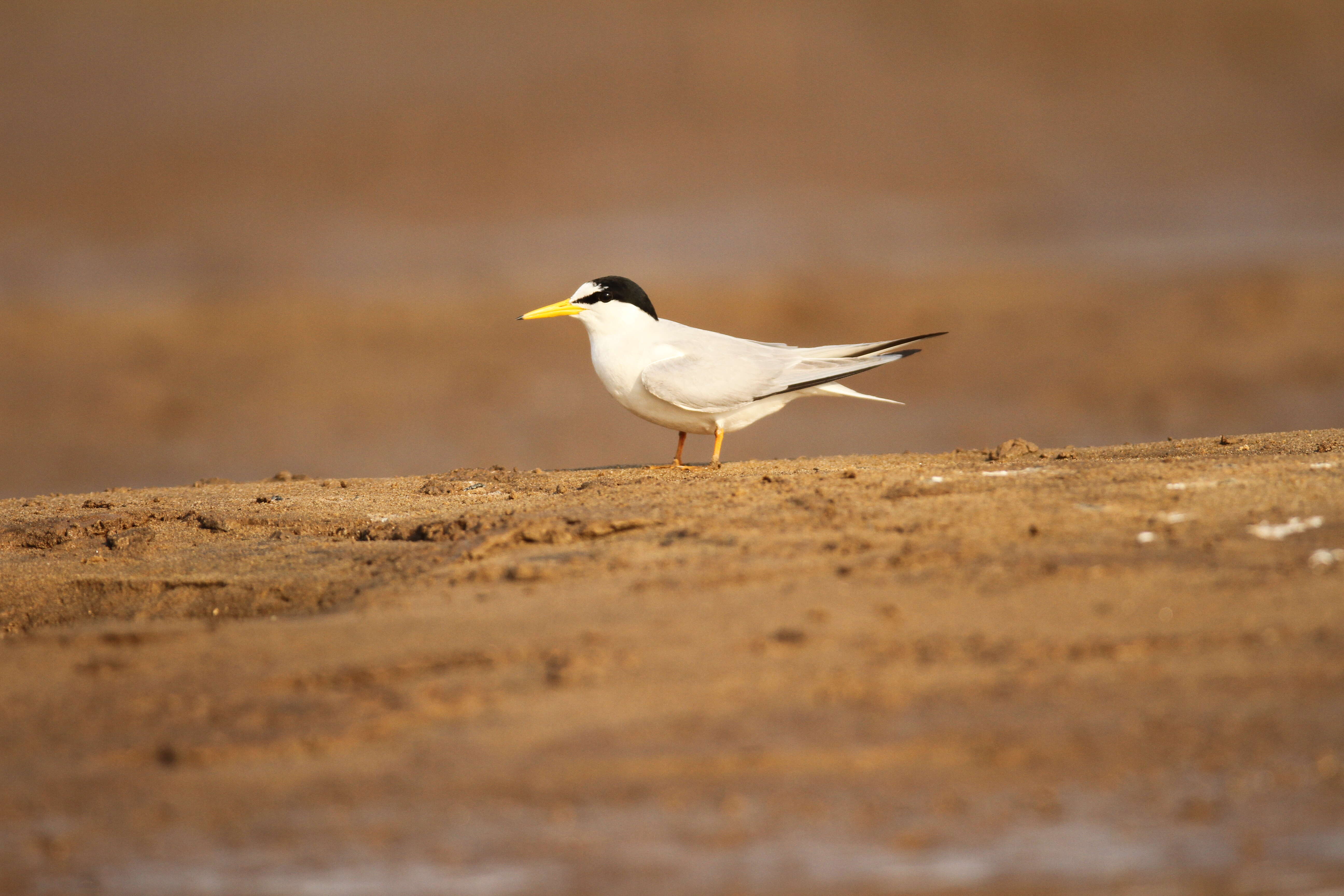 Image of Little Tern