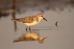 Image of Little Stint