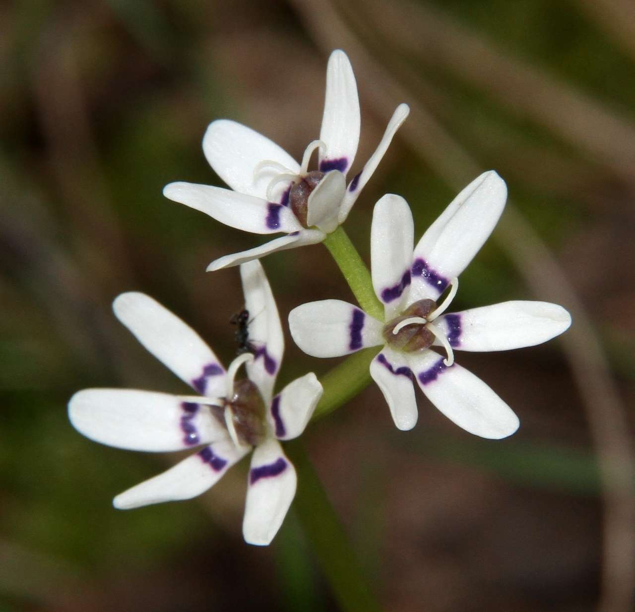 صورة Wurmbea dioica subsp. dioica