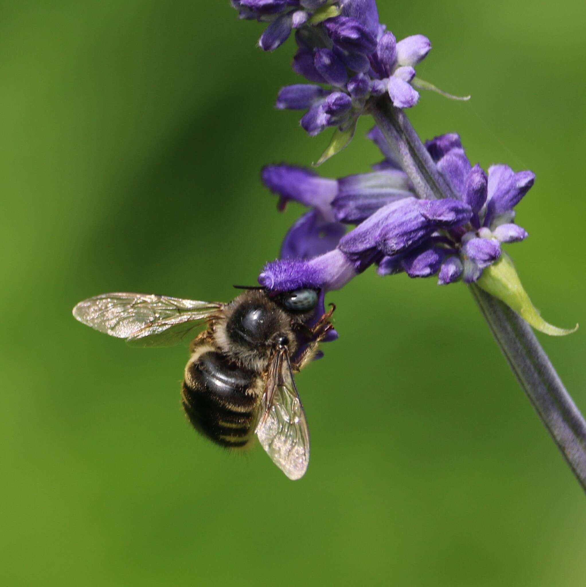 Plancia ëd Xylocopa tabaniformis parkinsoniae Cockerell 1917