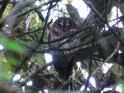 Image of Rufous-banded Owl