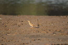 Image of Oriental Skylark