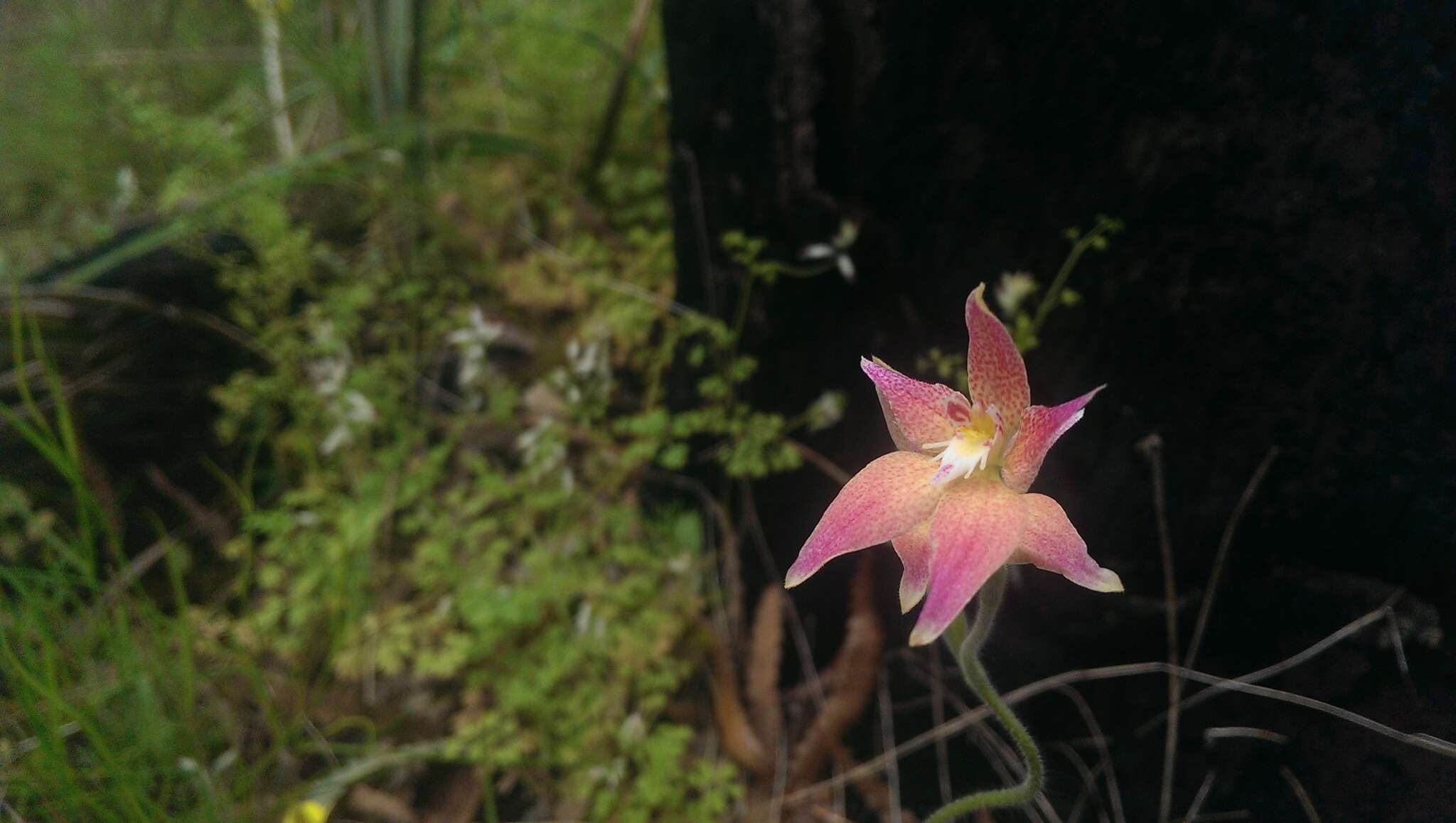 Image of Caladenia spectabilis Hopper & A. P. Br.