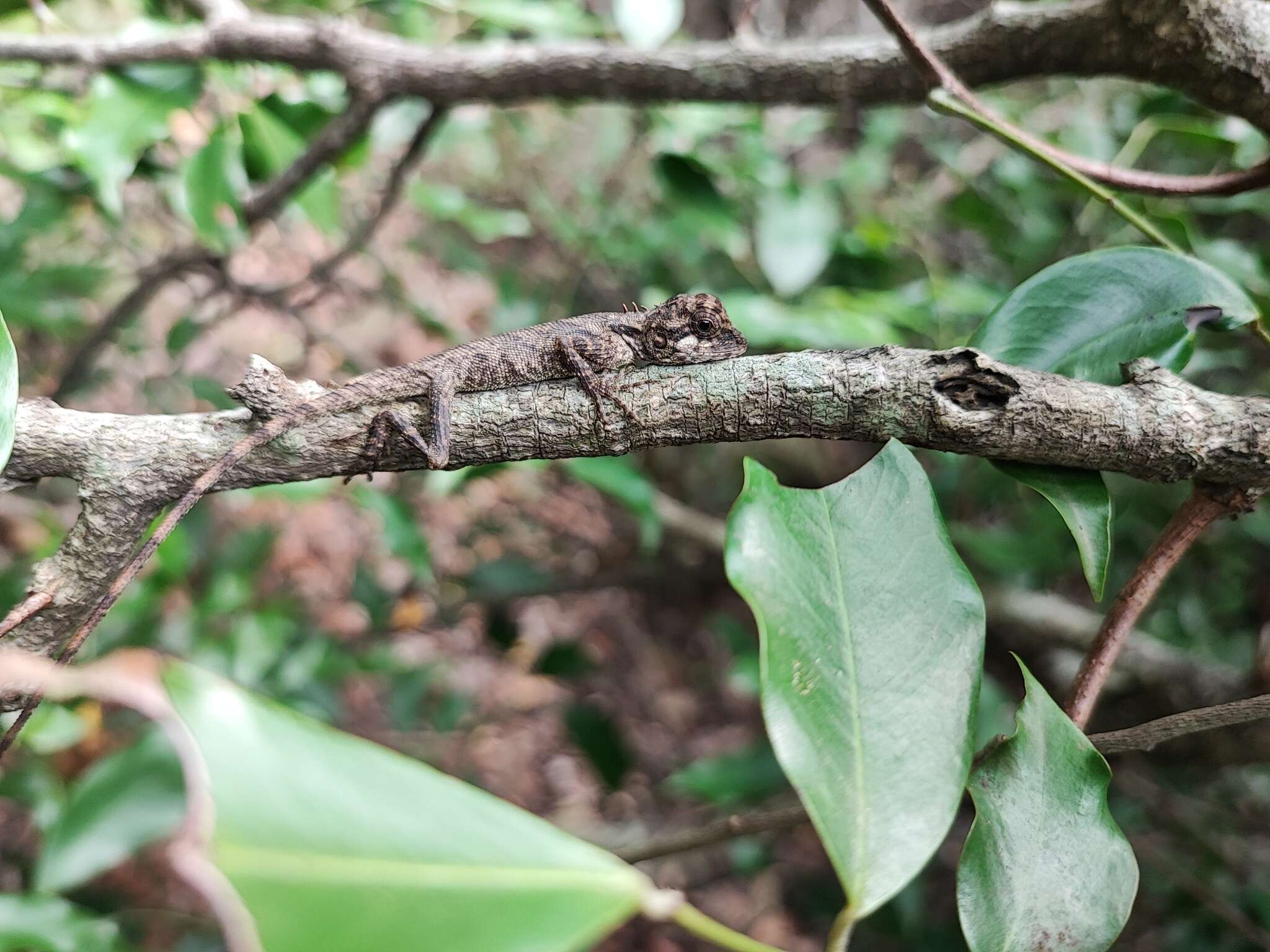 Image of Elliot's Forest Lizard