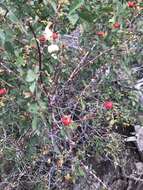 Sivun Rosa woodsii var. arizonica (Rydb.) W. H. Lewis kuva