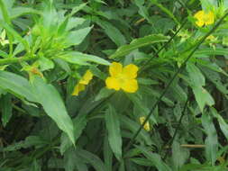 Image of Ludwigia elegans (Cambess.) Hara