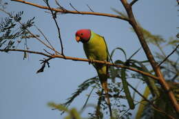 Image of Plum-headed Parakeet